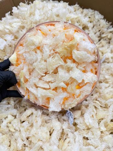 CHÂN YẾN RÚT LÔNG